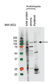RpoB | RNA polymerase beta subunit (chloroplast) in the group Antibodies Plant/Algal / DNA/RNA/Cell Cycle / Transcription regulation at Agrisera AB (Antibodies for research) (AS15 2867)